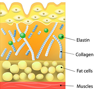 Causes of Skin Ageing