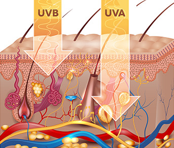 Harmful Effects of Sun Exposure